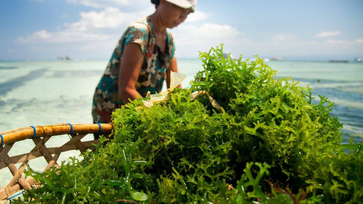 Jodium uit ziewier Jodium uit ziewier