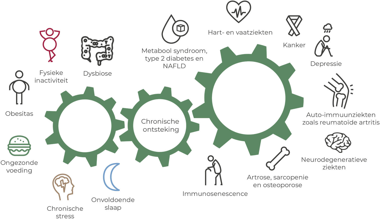 Schema: ongezonde voeding, fysieke inactiviteit, chronische stress, onvoldoende slaap, obesitas en dysbiose zetten chronische ontsteking in gang. Die draagt bij aan onder meer hart- en vaatziekten, metabool syndroom, diabetes type 2, NAFLD, kanker, depressie, auto-immuunziekten zoals reumatoïde artritis, artrose, sarcopenie, osteoporose, immunosenescence en neurodegeneratieve ziekten.